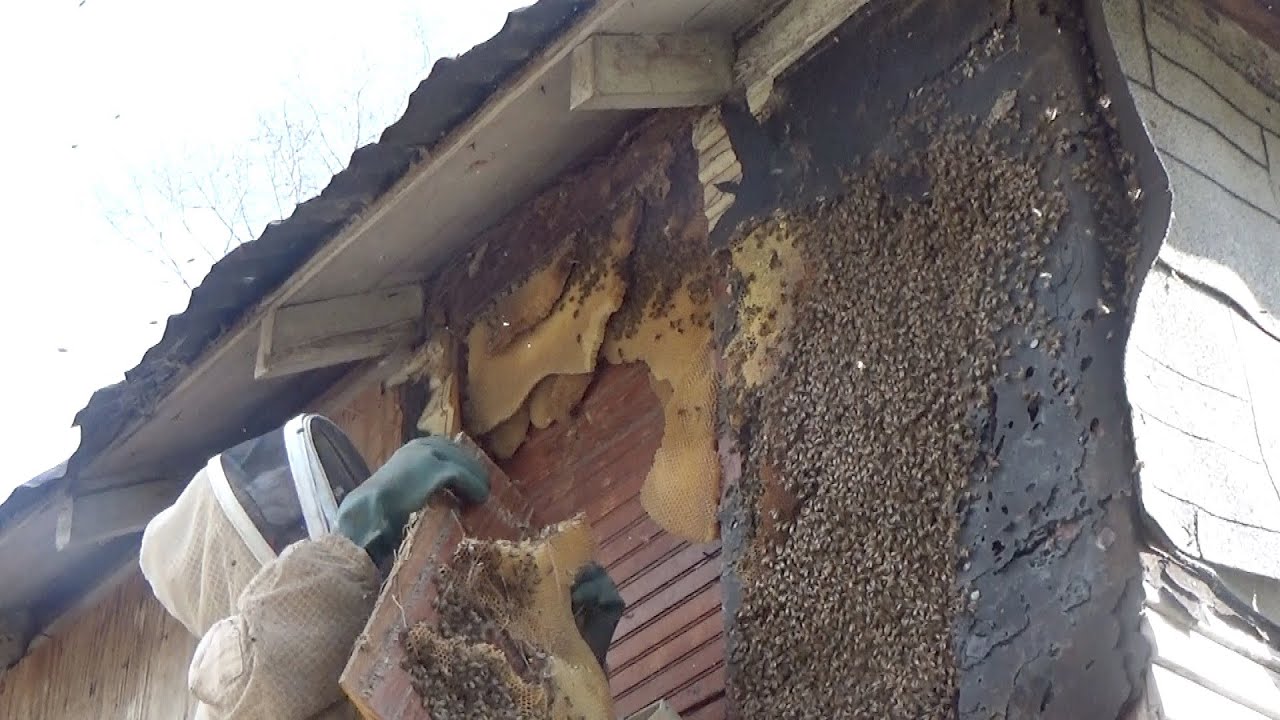 Another monster beehive removal and the agony of defeat.