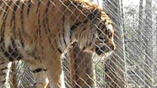 Tiger at the Exotic Feline Rescue Center 2 by zaccscats 225 views 12 years ago 19 seconds