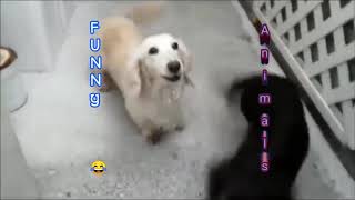# Dog barking sound - Funny dogs-dog barking videos compilation New