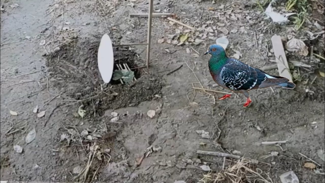 Making a hole bird trap using fragile plate | bird trap | bird trap