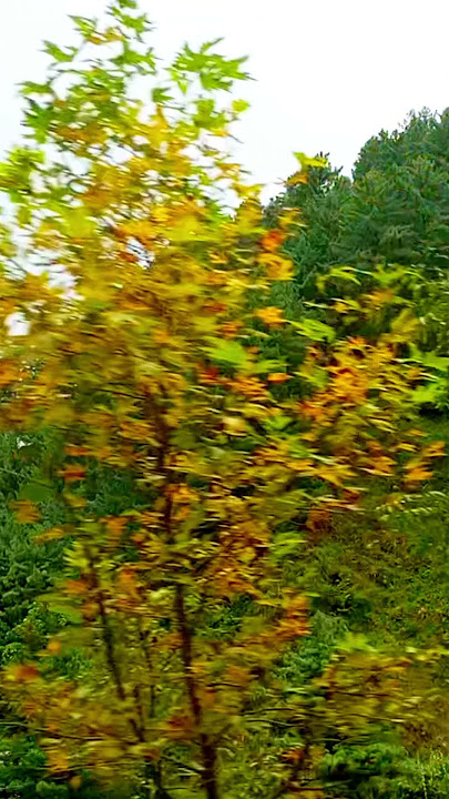 #beauty of Kashmir(PTK)