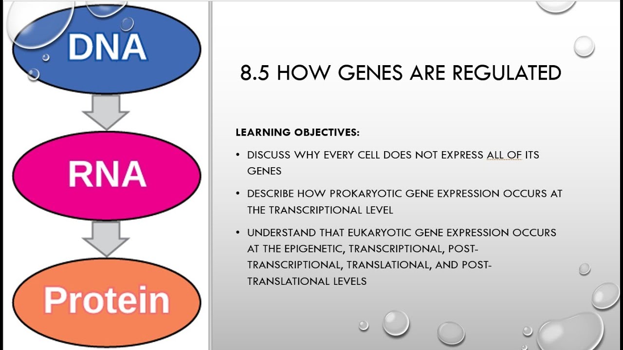 8.5 How Genes are Regulated - YouTube