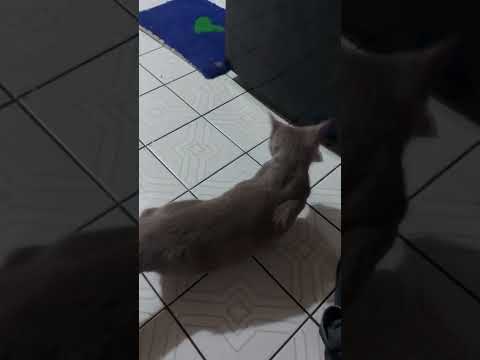 CARA MENGATASI KUCING BIRAHI DI RUMAH SEMENTARA KLO BLM DAPAT PEJANTAN