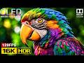 EXTREME 16K HDR OLED Demo | Nature Relaxation Dolby Vision 120FPS (8K/4K TV)