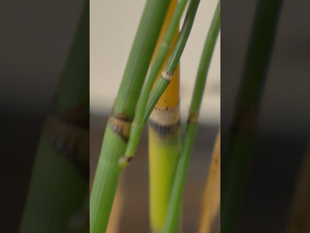 Nature's Sandpaper: Horsetail Grass