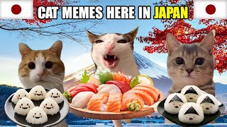 Cat Memes Here In Japan