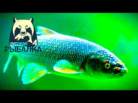 Видео: Русская Рыбалка 4 🍀🧿🍀 Russian Fishing 4