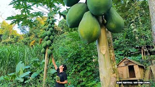 Harvest ripe papayas after 1 year of planting, Continue to make wooden walls and doors