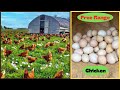 Modern free range chicken farming  free range chicken egg harvesting technique