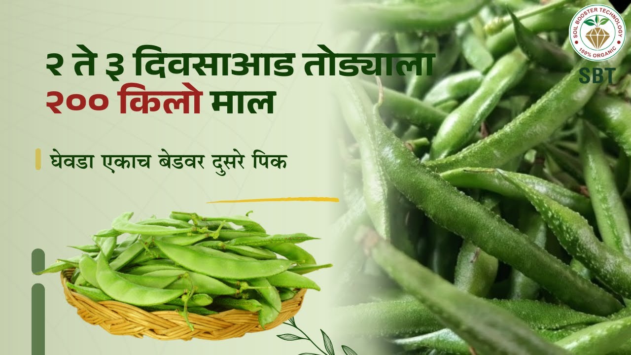 घेवडा एकाच बेडवर दुसरे पिक | २/३ दिवसाआड तोड्याला २०० kg माल | SBT मुळे अप्रतिम सेटिंग, भरपूर काळोखी