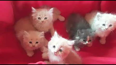 Video 3988551: cat doll face kitten, healthy kittens