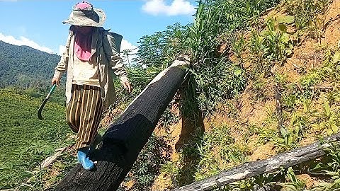 hnub no kuv tus mi niam tsev wb mus saib teb qos nawb