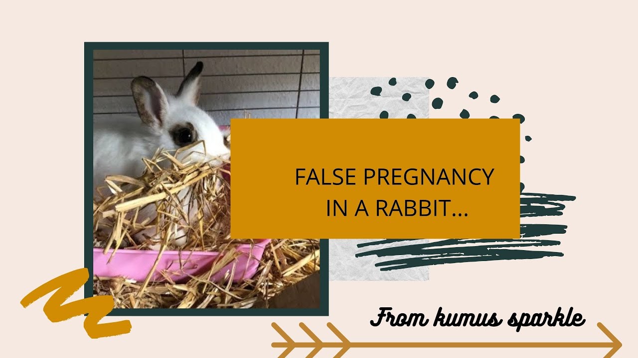 False pregnancy in rabbits (bunnies) what to do? YouTube