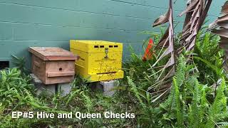 EP#5 Hive and Queen Check