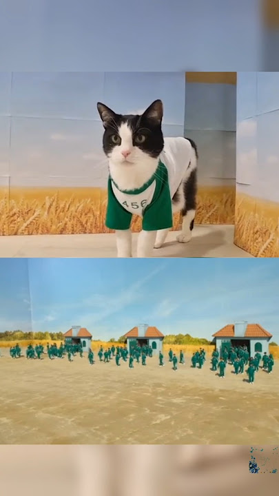 Kucing main Squid Game (cat squid game) #shorts #kucing #squidgame