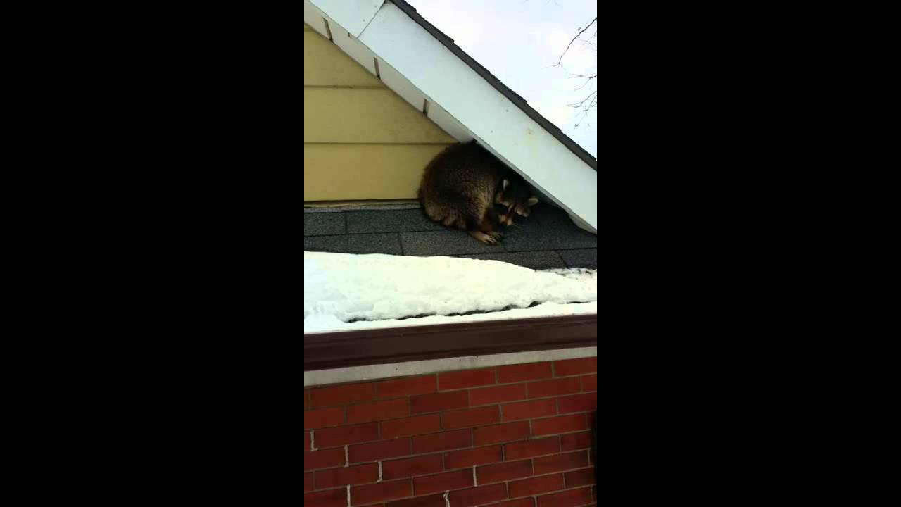 squirrels pizza Raccoon on a roof inspection Ajax