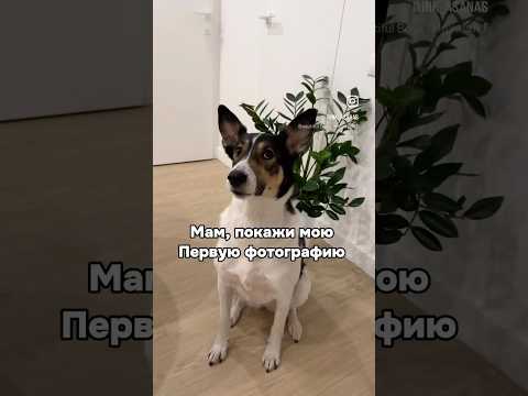 🐶щенячья нежнятина💕 #dogs #dog #dogshorts #doglife #animals #funny #собака #метис #животные #юмор
