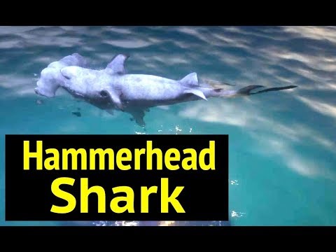 Hammerhead Shark in Red Dead Redemption 2 (RDR2): How To Spawn Easter Egg Sharks in Guarma