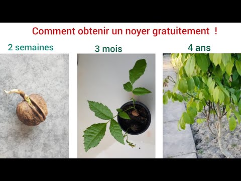 Vidéo: Comment nettoyer un filtre Dyson : 10 étapes (avec photos)