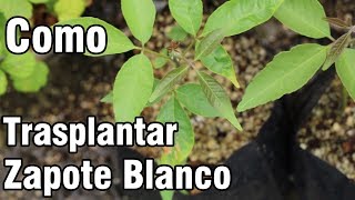 Como Trasplantar semillas de Zapote Blanco || México Verde