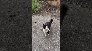 Yavru Kediler Için Ka Abone Ol Beğen Yoruma Bir Şey Yaz