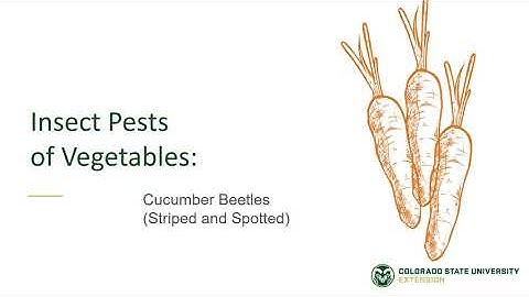 Cucumber Beetles