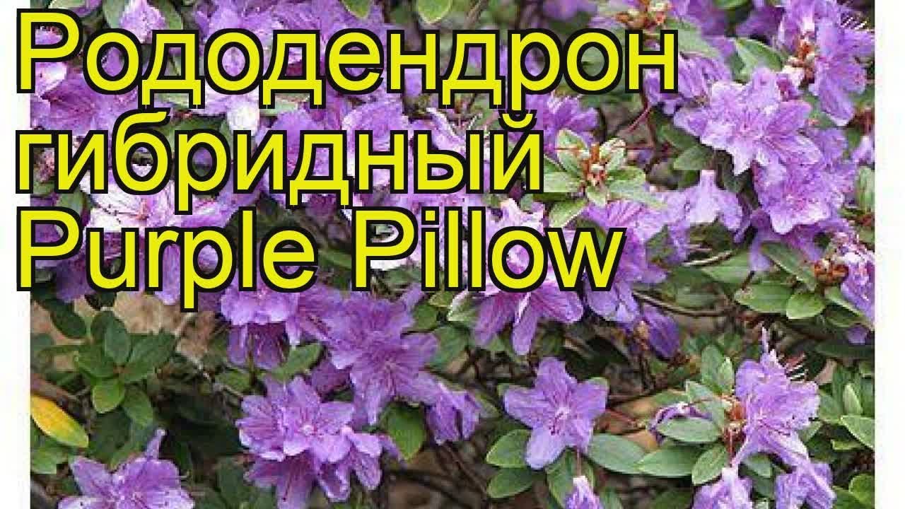 Рододендрон гибридный Пепл. Краткий обзор, описание характеристик rhododendron Purple Pillow