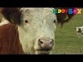 Bauernhof Tiere Kühe Cows KIDDYBOX TV Bauernhof Tiere Kühe Cows KIDDYBOX TV