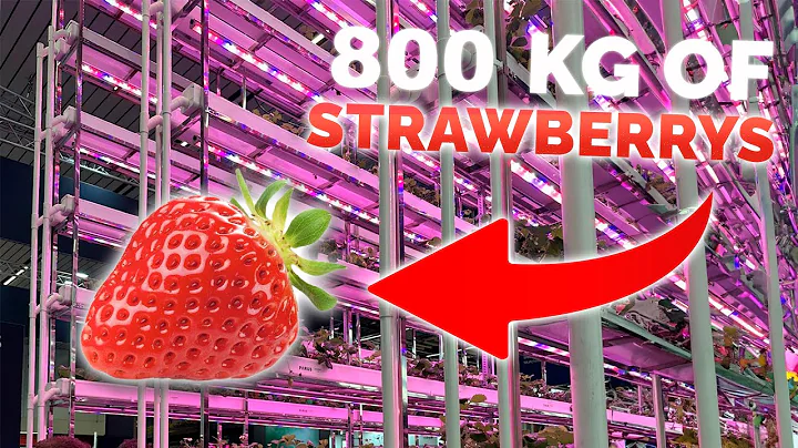 Growing 800 kg Of Strawberries Annually On 12m2