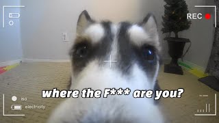 Talking Huskys Funniest Moments When Home Alone