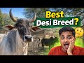 Tharparkar Gaay Ki Puri Jankari | Milk Production &amp; Profit