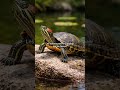Les tortues peuvent respirer… par les fesses 🐢 #fyp #wyzr #science #
