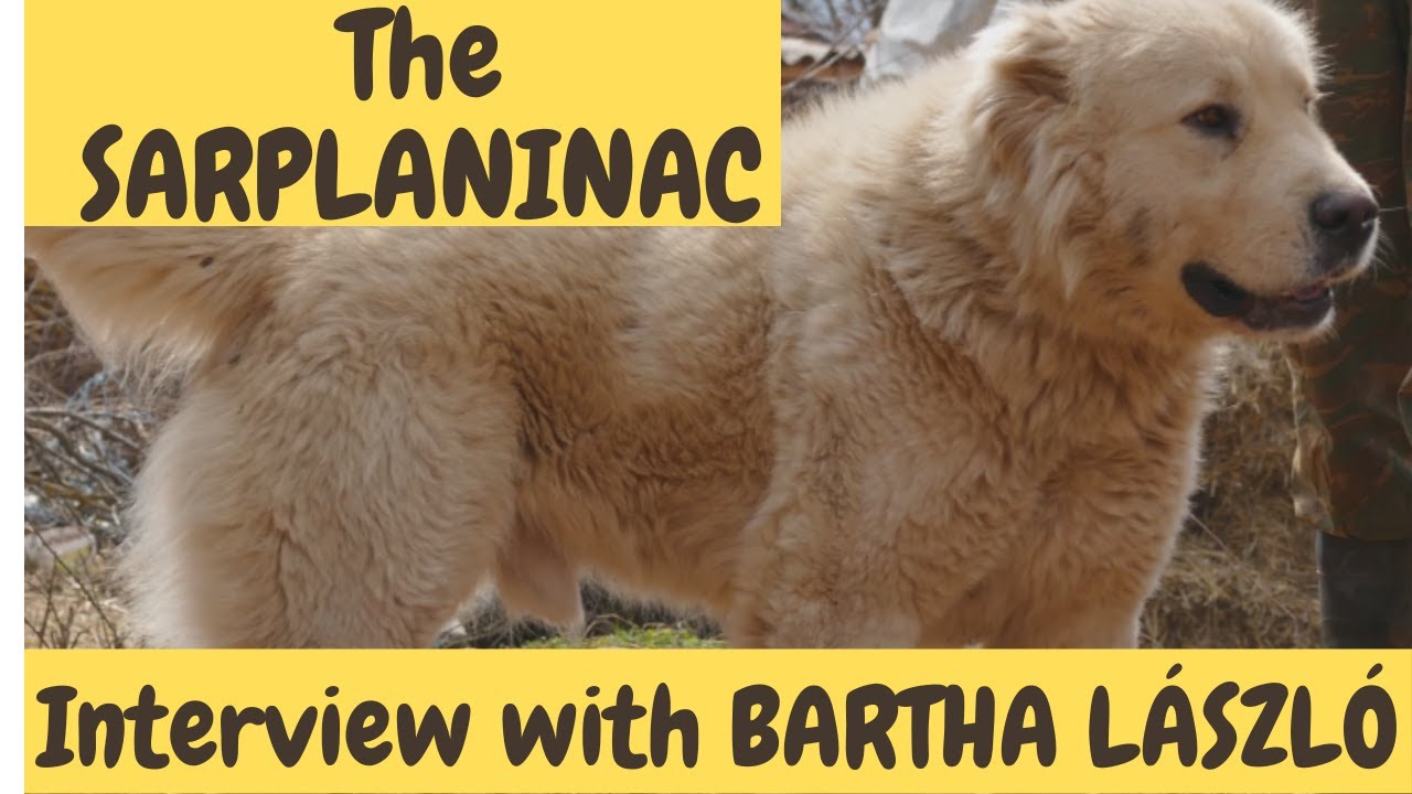 The SARPLANINAC - Interview with a Livestock Guardian Dog Expert, Laszlo Bartha! DogCastTV!
