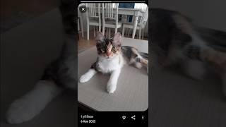 Bir Küçük Minnoş 🤗