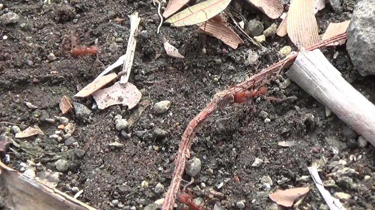 camera iphone 8 plus apk 20140512080716