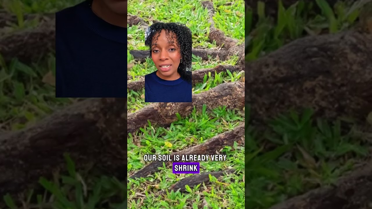 Texas Homeowners Dont Plant Trees Too Close to Your Foundation