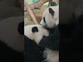 2026 My Epic Meet With Giant Panda Mei Zhu