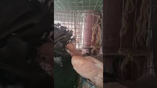 Mashaallha Kobutor Er Baby Gula Boro Hoiye Gace.