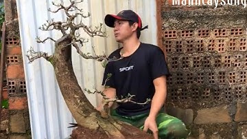 Khắc phục vết cắt không thể kéo sẹo cho cây Lộc vừng sau hơn 2 năm cắt cụt