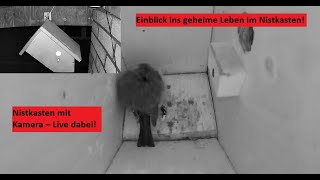 Livecam Nistkasten Meisen - Heide - DE Birdbox October 23, 2025