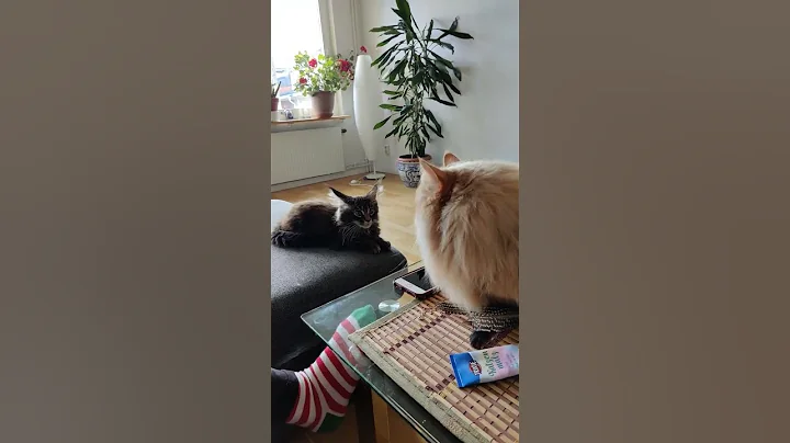 Video 11231851: baby maine coon, siberian