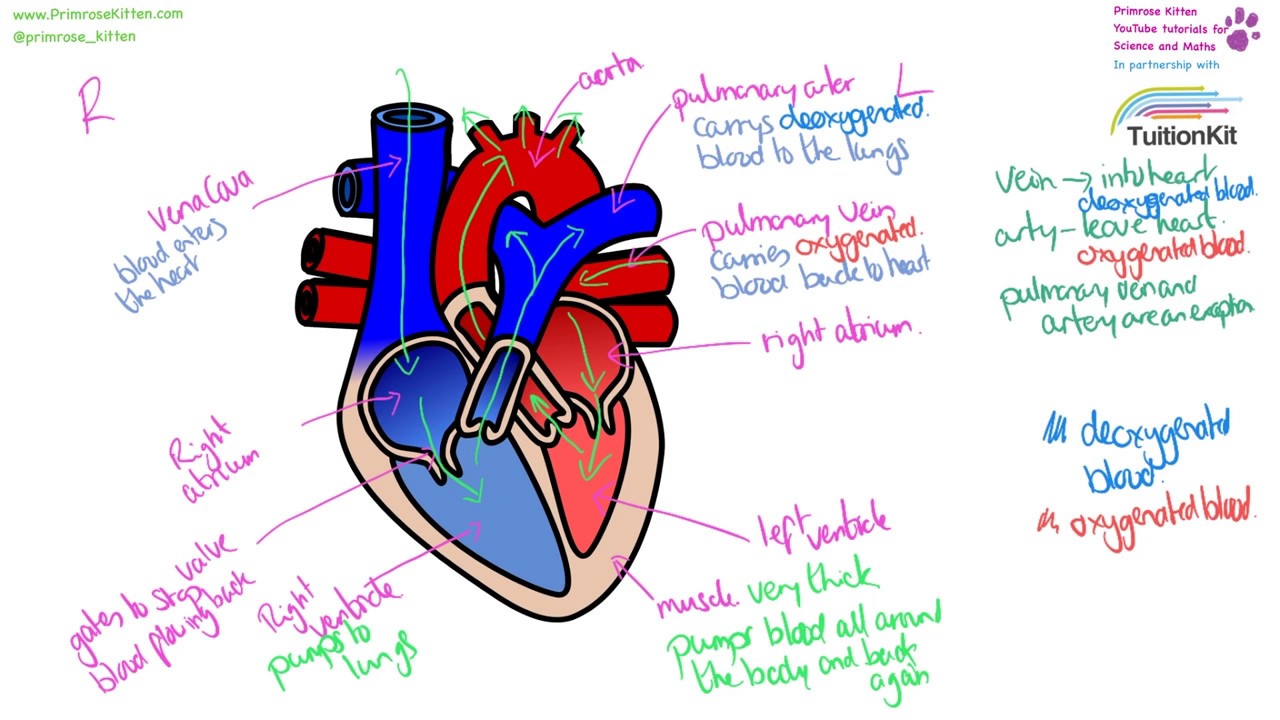 🏆 Structure of heart. How the Heart Works. 2019-01-27
