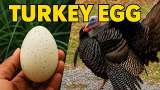 Amazing Wild Turkeys