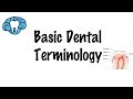 Basic Dental Terminology