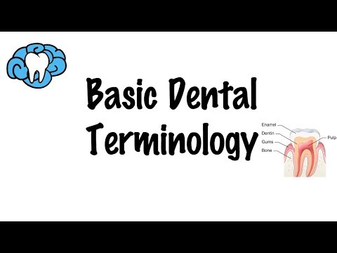 basic-dental-terminology