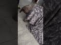 Mocha con su cobijita