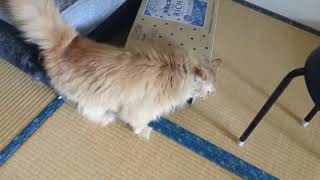 もなかちゃんトコトコ歩く