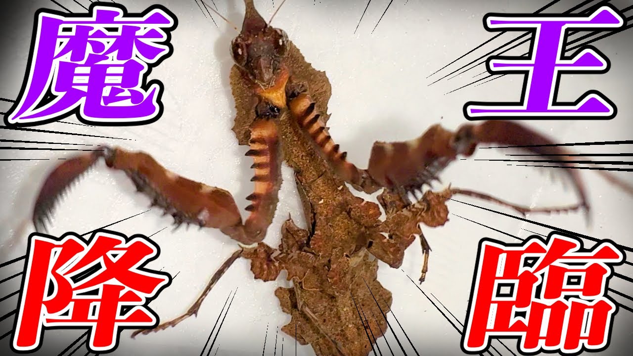 標本】オオエダカレハカマキリ つのだ ゆき＠バルーンドッグ制作中 on X: