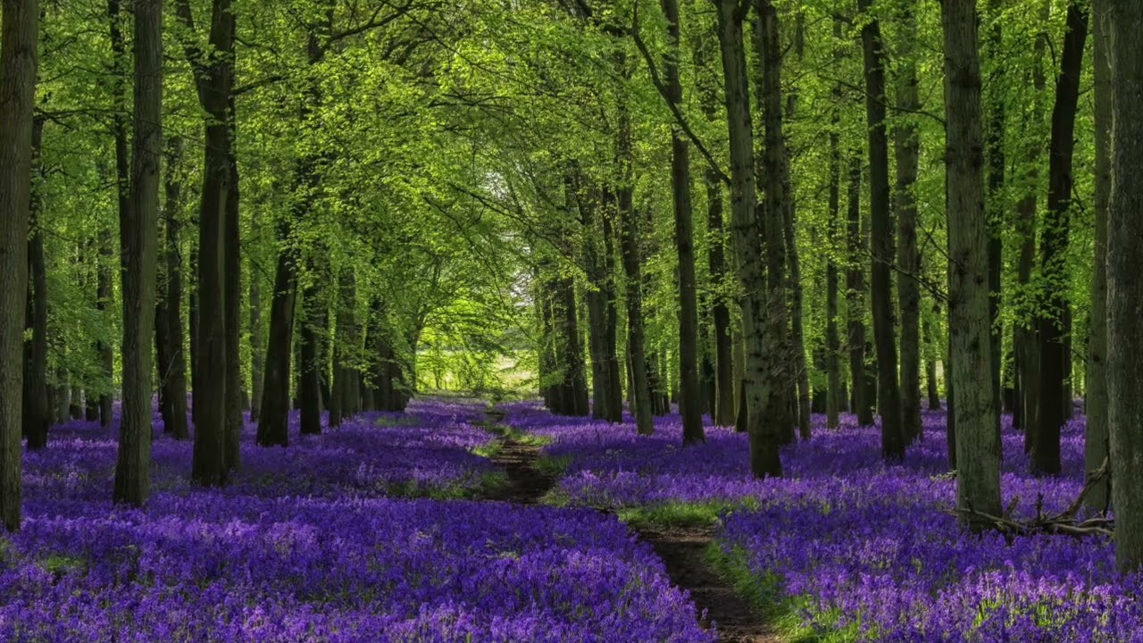 Most Mystical Ever: Bluebell Forest by Stuart Roslyn and Matt Foundling (Audiomachine)