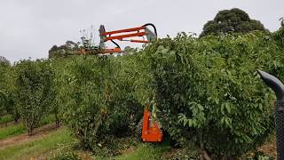 Rinieri ORS Orchard Pruner